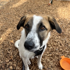 Fundraising Page: Erin Cottrell